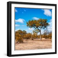Awesome South Africa Collection Square - Beatiful Acacia Tree in Fall Colors-Philippe Hugonnard-Framed Photographic Print
