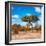 Awesome South Africa Collection Square - Beatiful Acacia Tree in Fall Colors-Philippe Hugonnard-Framed Photographic Print