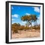 Awesome South Africa Collection Square - Beatiful Acacia Tree in Fall Colors-Philippe Hugonnard-Framed Photographic Print