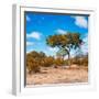 Awesome South Africa Collection Square - Beatiful Acacia Tree in Fall Colors-Philippe Hugonnard-Framed Photographic Print