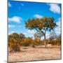 Awesome South Africa Collection Square - Beatiful Acacia Tree in Fall Colors-Philippe Hugonnard-Mounted Photographic Print