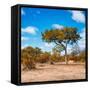 Awesome South Africa Collection Square - Beatiful Acacia Tree in Fall Colors-Philippe Hugonnard-Framed Stretched Canvas