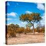 Awesome South Africa Collection Square - Beatiful Acacia Tree in Fall Colors-Philippe Hugonnard-Stretched Canvas