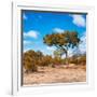 Awesome South Africa Collection Square - Beatiful Acacia Tree in Fall Colors-Philippe Hugonnard-Framed Photographic Print