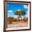 Awesome South Africa Collection Square - Beatiful Acacia Tree in Fall Colors-Philippe Hugonnard-Framed Photographic Print