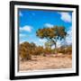 Awesome South Africa Collection Square - Beatiful Acacia Tree in Fall Colors-Philippe Hugonnard-Framed Photographic Print