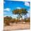 Awesome South Africa Collection Square - Beatiful Acacia Tree in Fall Colors-Philippe Hugonnard-Mounted Photographic Print