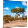 Awesome South Africa Collection Square - Beatiful Acacia Tree in Fall Colors-Philippe Hugonnard-Mounted Photographic Print