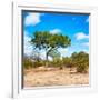 Awesome South Africa Collection Square - Beatiful Acacia Tree-Philippe Hugonnard-Framed Photographic Print