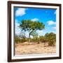 Awesome South Africa Collection Square - Beatiful Acacia Tree-Philippe Hugonnard-Framed Photographic Print