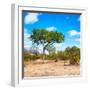 Awesome South Africa Collection Square - Beatiful Acacia Tree-Philippe Hugonnard-Framed Photographic Print