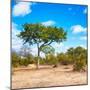 Awesome South Africa Collection Square - Beatiful Acacia Tree-Philippe Hugonnard-Mounted Photographic Print