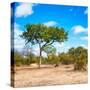 Awesome South Africa Collection Square - Beatiful Acacia Tree-Philippe Hugonnard-Stretched Canvas