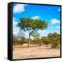 Awesome South Africa Collection Square - Beatiful Acacia Tree-Philippe Hugonnard-Framed Stretched Canvas