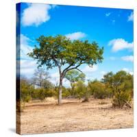 Awesome South Africa Collection Square - Beatiful Acacia Tree-Philippe Hugonnard-Stretched Canvas