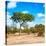 Awesome South Africa Collection Square - Beatiful Acacia Tree-Philippe Hugonnard-Stretched Canvas