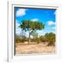 Awesome South Africa Collection Square - Beatiful Acacia Tree-Philippe Hugonnard-Framed Photographic Print