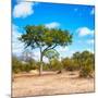 Awesome South Africa Collection Square - Beatiful Acacia Tree-Philippe Hugonnard-Mounted Photographic Print