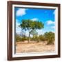 Awesome South Africa Collection Square - Beatiful Acacia Tree-Philippe Hugonnard-Framed Photographic Print