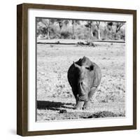 Awesome South Africa Collection Square - Black Rhino B&W-Philippe Hugonnard-Framed Photographic Print