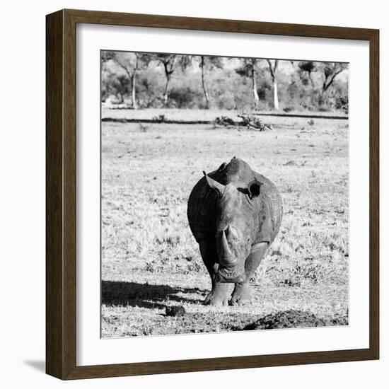 Awesome South Africa Collection Square - Black Rhino B&W-Philippe Hugonnard-Framed Photographic Print