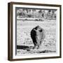 Awesome South Africa Collection Square - Black Rhino B&W-Philippe Hugonnard-Framed Photographic Print