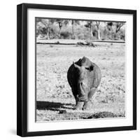 Awesome South Africa Collection Square - Black Rhino B&W-Philippe Hugonnard-Framed Photographic Print