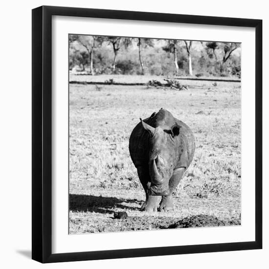 Awesome South Africa Collection Square - Black Rhino B&W-Philippe Hugonnard-Framed Photographic Print