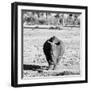 Awesome South Africa Collection Square - Black Rhino B&W-Philippe Hugonnard-Framed Photographic Print