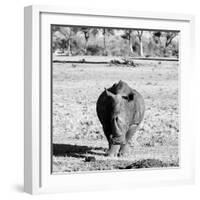 Awesome South Africa Collection Square - Black Rhino B&W-Philippe Hugonnard-Framed Photographic Print