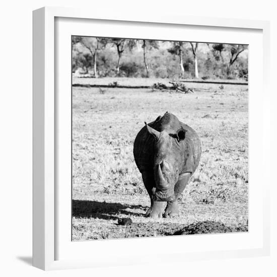 Awesome South Africa Collection Square - Black Rhino B&W-Philippe Hugonnard-Framed Photographic Print