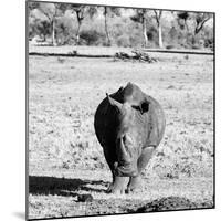 Awesome South Africa Collection Square - Black Rhino B&W-Philippe Hugonnard-Mounted Photographic Print