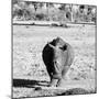 Awesome South Africa Collection Square - Black Rhino B&W-Philippe Hugonnard-Mounted Photographic Print