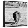 Awesome South Africa Collection Square - Black Rhino B&W-Philippe Hugonnard-Framed Stretched Canvas