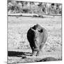 Awesome South Africa Collection Square - Black Rhino B&W-Philippe Hugonnard-Mounted Photographic Print