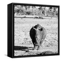 Awesome South Africa Collection Square - Black Rhino B&W-Philippe Hugonnard-Framed Stretched Canvas