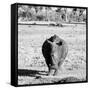 Awesome South Africa Collection Square - Black Rhino B&W-Philippe Hugonnard-Framed Stretched Canvas