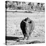 Awesome South Africa Collection Square - Black Rhino B&W-Philippe Hugonnard-Stretched Canvas