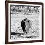 Awesome South Africa Collection Square - Black Rhino B&W-Philippe Hugonnard-Framed Photographic Print