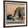 Awesome South Africa Collection Square - Black Rhino drinking from pool of water at Sunset-Philippe Hugonnard-Framed Photographic Print