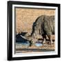 Awesome South Africa Collection Square - Black Rhino drinking from pool of water at Sunset-Philippe Hugonnard-Framed Photographic Print