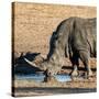 Awesome South Africa Collection Square - Black Rhino drinking from pool of water at Sunset-Philippe Hugonnard-Stretched Canvas