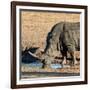 Awesome South Africa Collection Square - Black Rhino drinking from pool of water at Sunset-Philippe Hugonnard-Framed Photographic Print