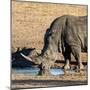 Awesome South Africa Collection Square - Black Rhino drinking from pool of water at Sunset-Philippe Hugonnard-Mounted Photographic Print