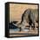 Awesome South Africa Collection Square - Black Rhino drinking from pool of water at Sunset-Philippe Hugonnard-Framed Stretched Canvas