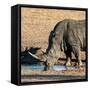 Awesome South Africa Collection Square - Black Rhino drinking from pool of water at Sunset-Philippe Hugonnard-Framed Stretched Canvas