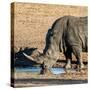 Awesome South Africa Collection Square - Black Rhino drinking from pool of water at Sunset-Philippe Hugonnard-Stretched Canvas