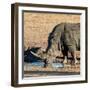 Awesome South Africa Collection Square - Black Rhino drinking from pool of water at Sunset-Philippe Hugonnard-Framed Premium Photographic Print