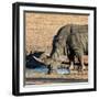 Awesome South Africa Collection Square - Black Rhino drinking from pool of water at Sunset-Philippe Hugonnard-Framed Premium Photographic Print