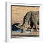 Awesome South Africa Collection Square - Black Rhino drinking from pool of water at Sunset-Philippe Hugonnard-Framed Premium Photographic Print